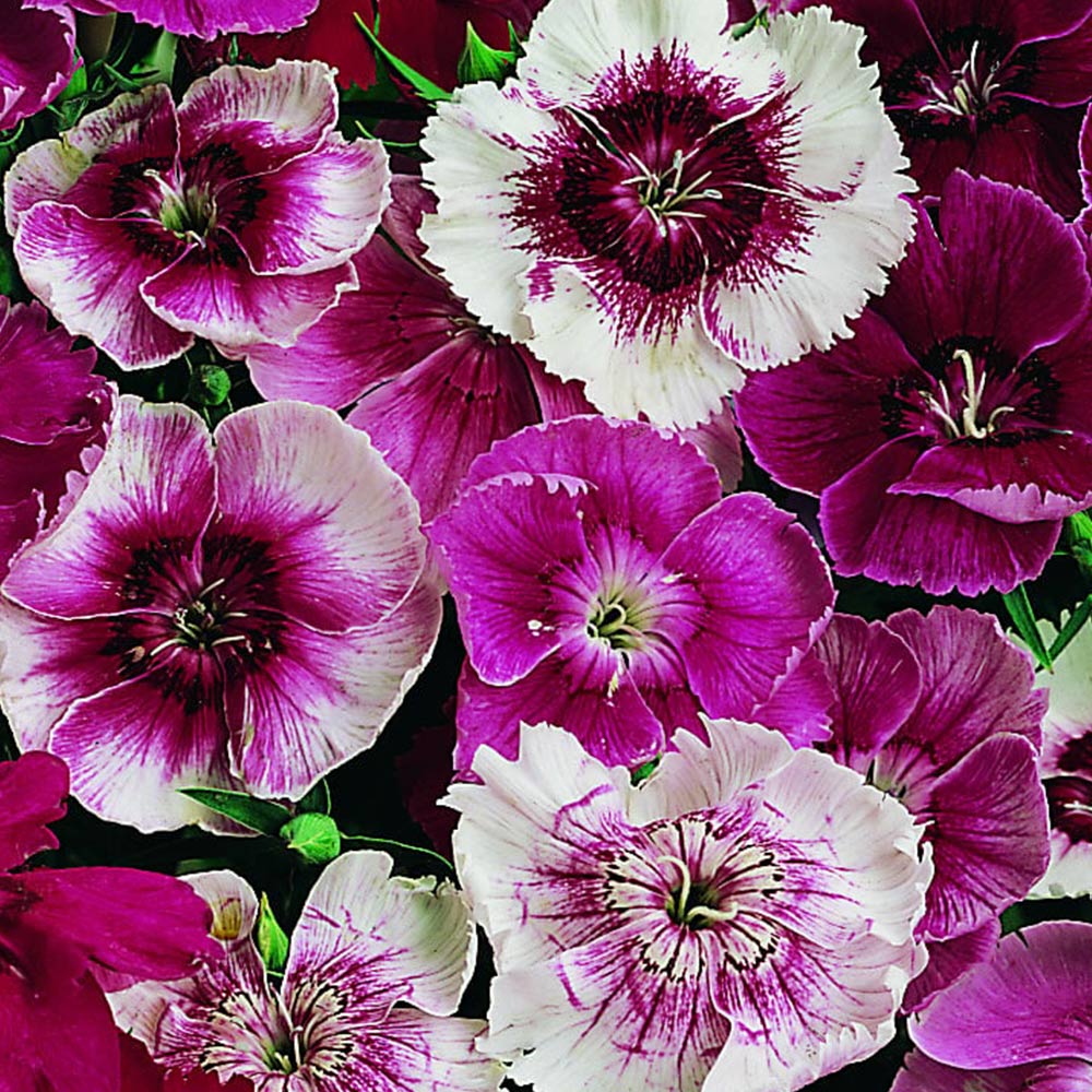 Wilko Dianthus Baby Doll Seeds Image 2