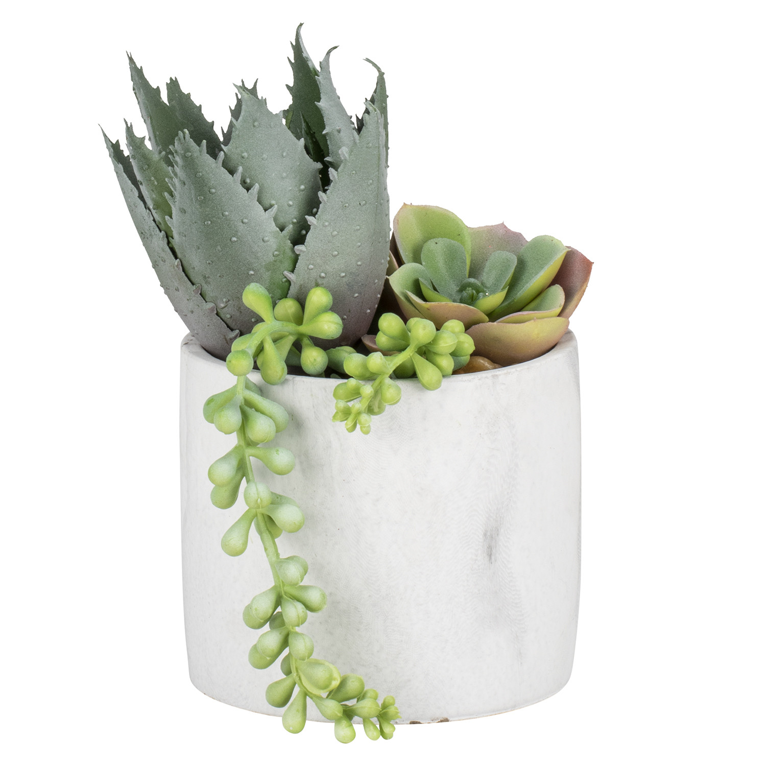 Succulent in Marble Pot Image