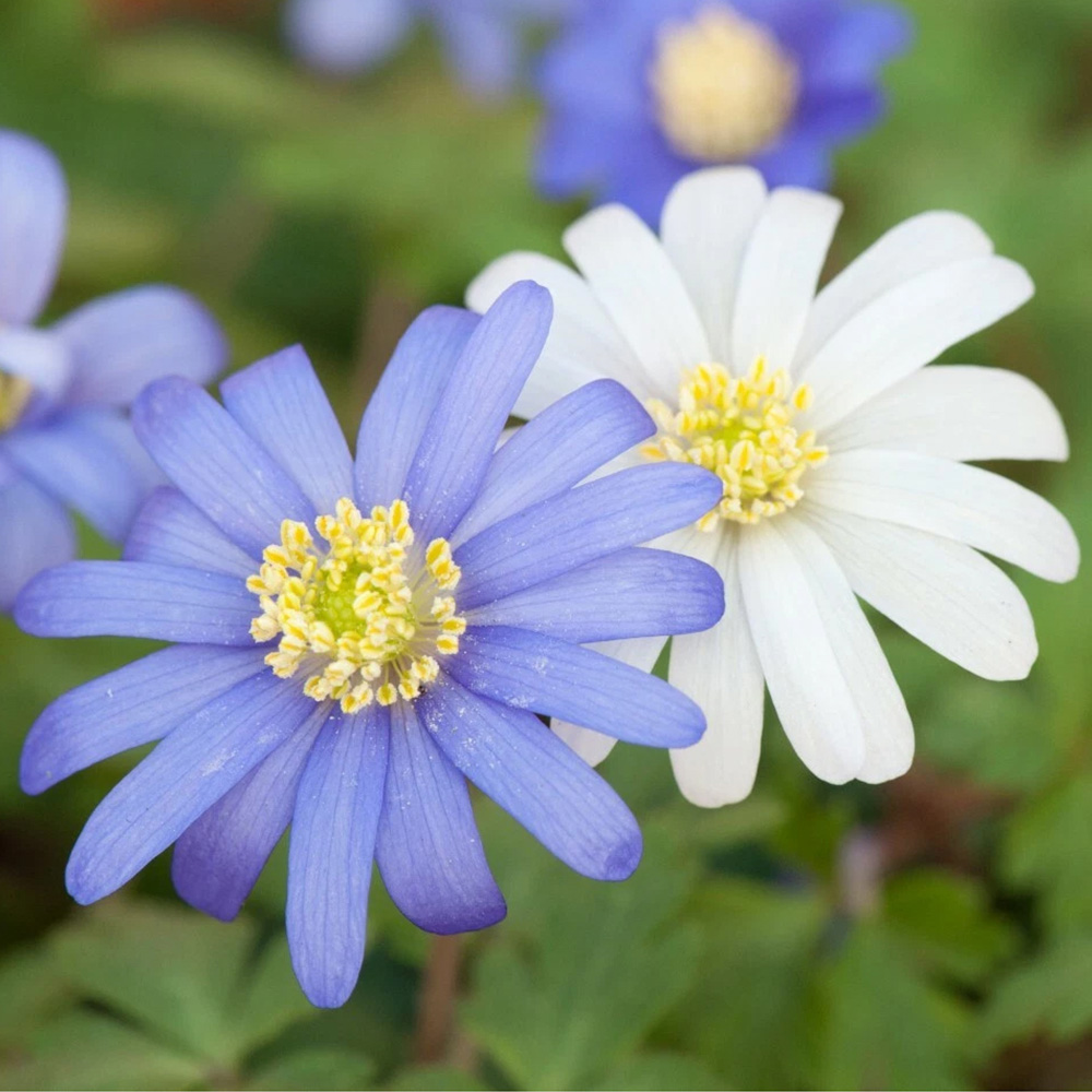 Thompson and Morgan Anemone Blanda Mixed Planting Bulb 40 Pack Image 1
