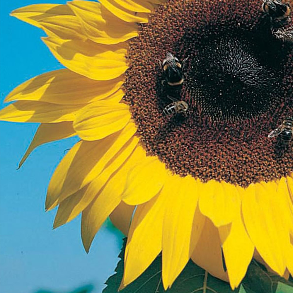 Wilko Sunflower Giant Single Seeds Image 2