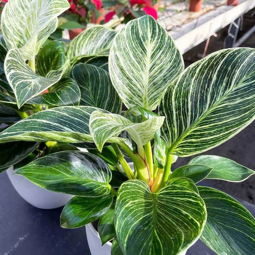 BloomingBritish Philodendron Birkin White Wave Plant Image 3