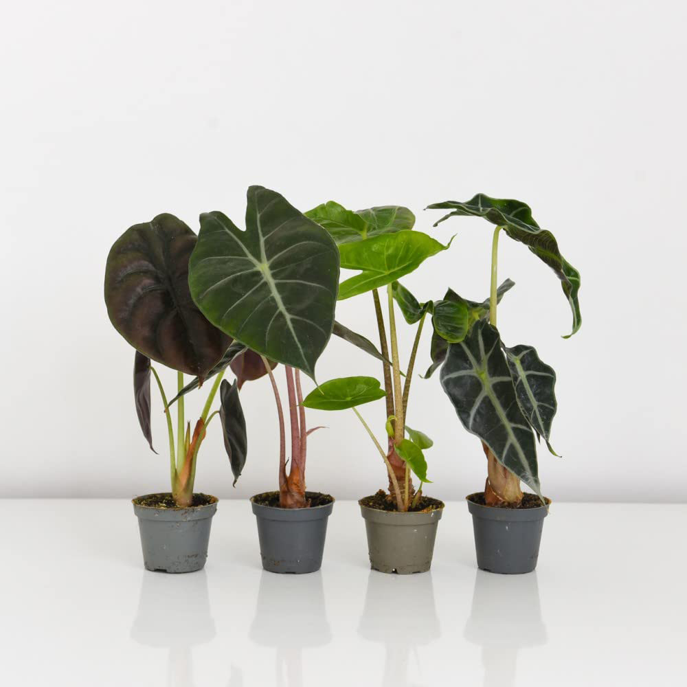 Thompson & Morgan Alocasia Cuprea Mix Potted Plant 6cm 3 Pack Image 4