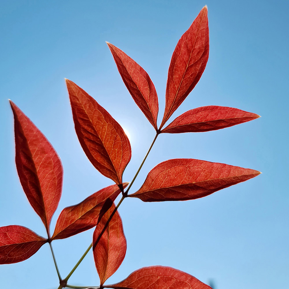 YouGarden Nandina Obsessed Heavenly Bamboo Plant Pot 15cm Image 2