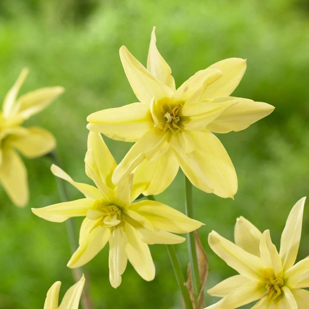 Thompson and Morgan Narcissus Viridi Double Autumn Planting Bulb 8 Pack Image 3