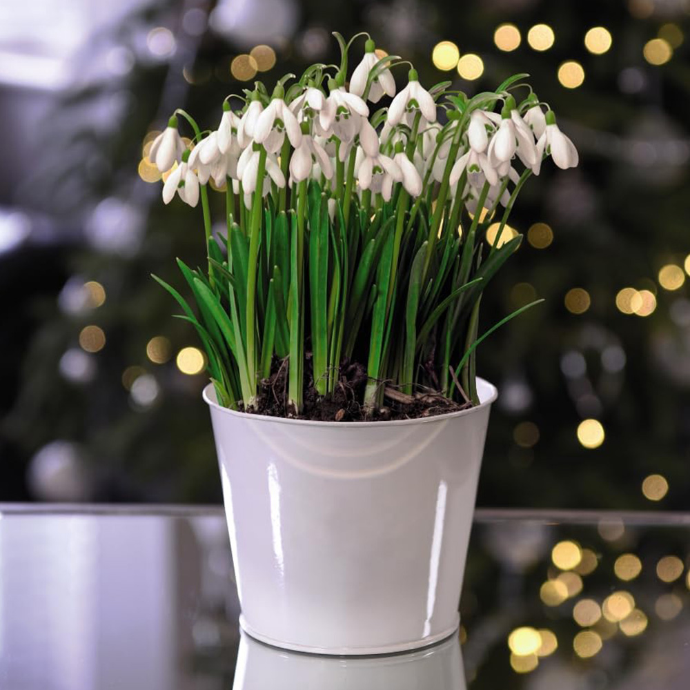 Thompson and Morgan Christmas Gift Snowdrops Plant in Cream Zinc Pot 13cm 2 Pack Image 1