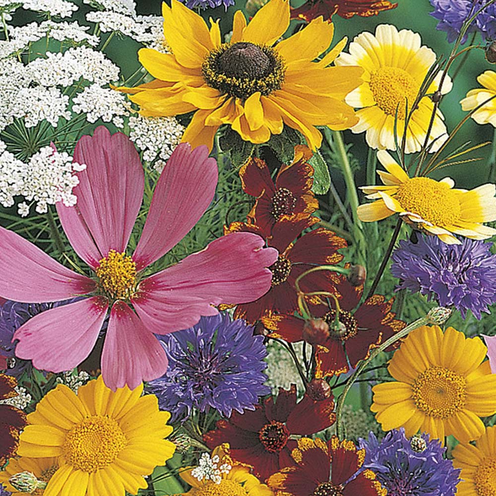 Wilko Butterfly Mix Seeds Image 2