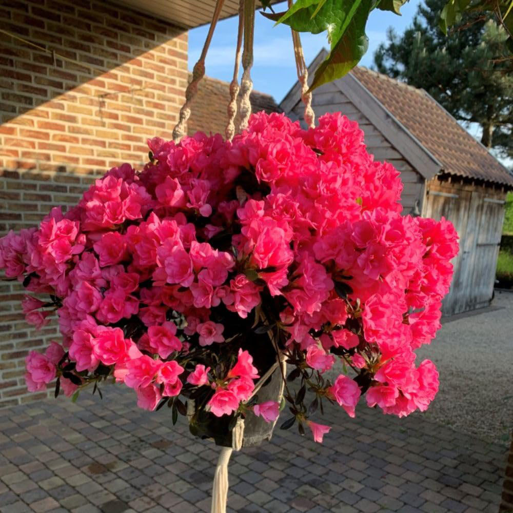 Thompson and Morgan Azalea cascadula Bright Fuchsia Plant Pot 19cm Image 1
