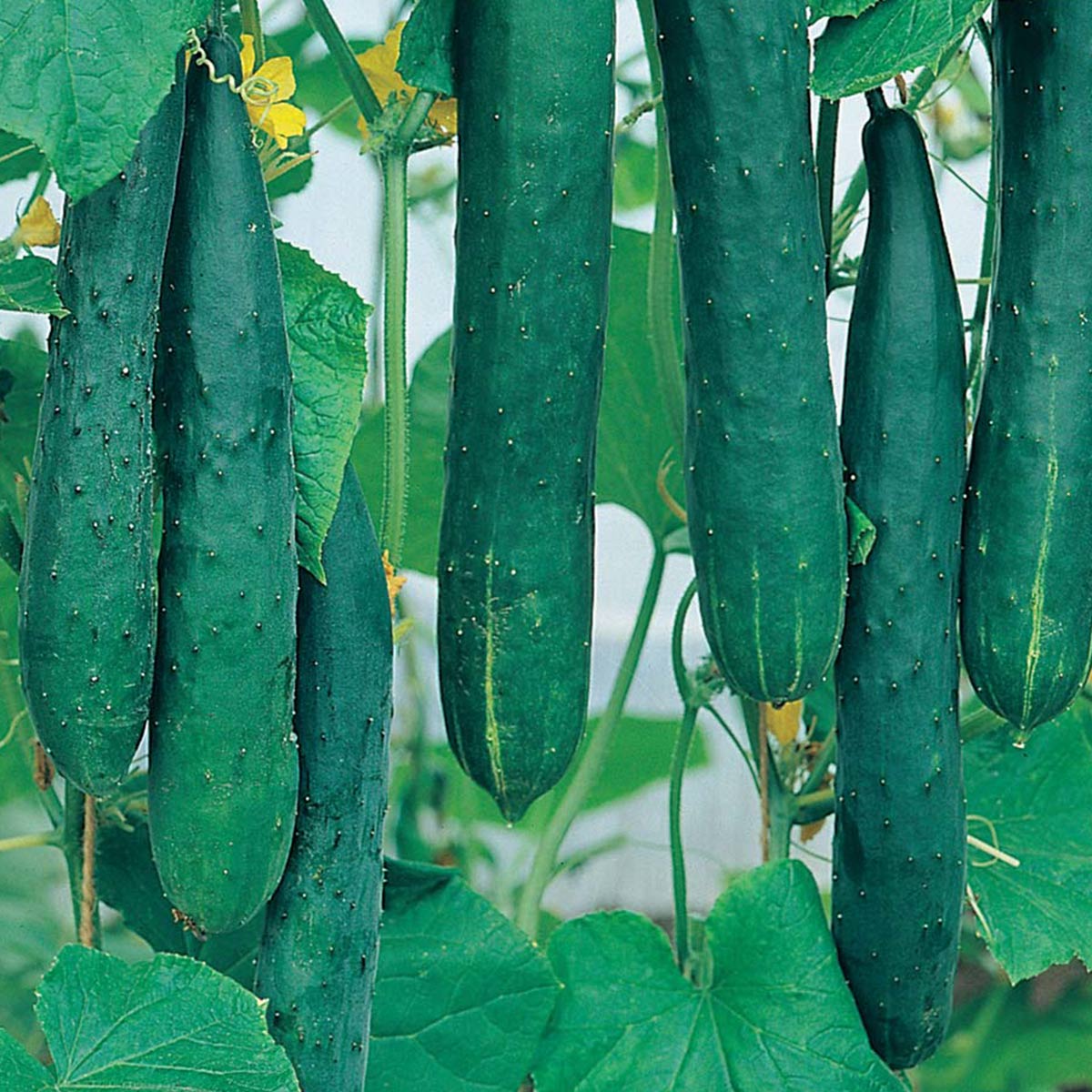Wilko Cucumber Burpless Tasty Green F1 Seeds Image 2