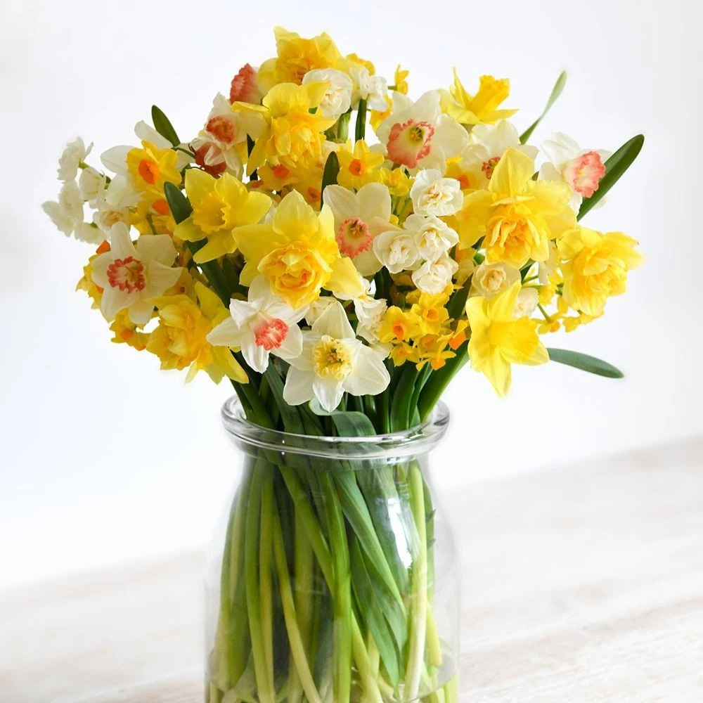 Thompson and Morgan Daffodil Ultimate Collection Planting Bulb 112 Pack Image 2