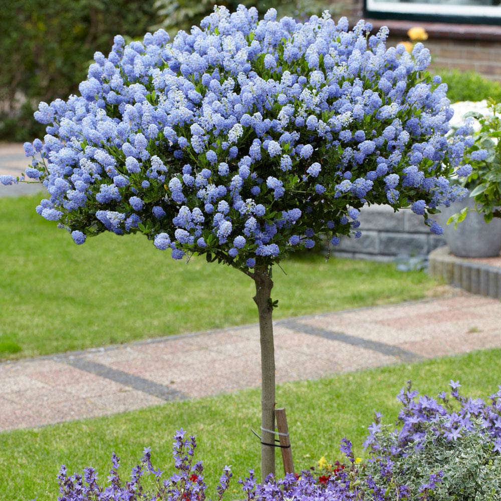 wilko Ceanothus Standard Californian Lilac 80-90cm Image 1