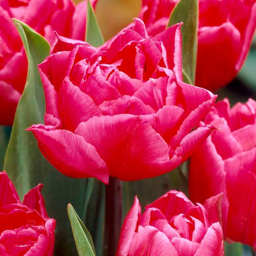 Wilko Tulip Queen of Marvel 8pk Wilko