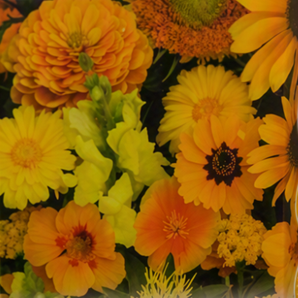 Thompson & Morgan Yellow Colour Theme Summer Flowers Scatter Seeds Image 1