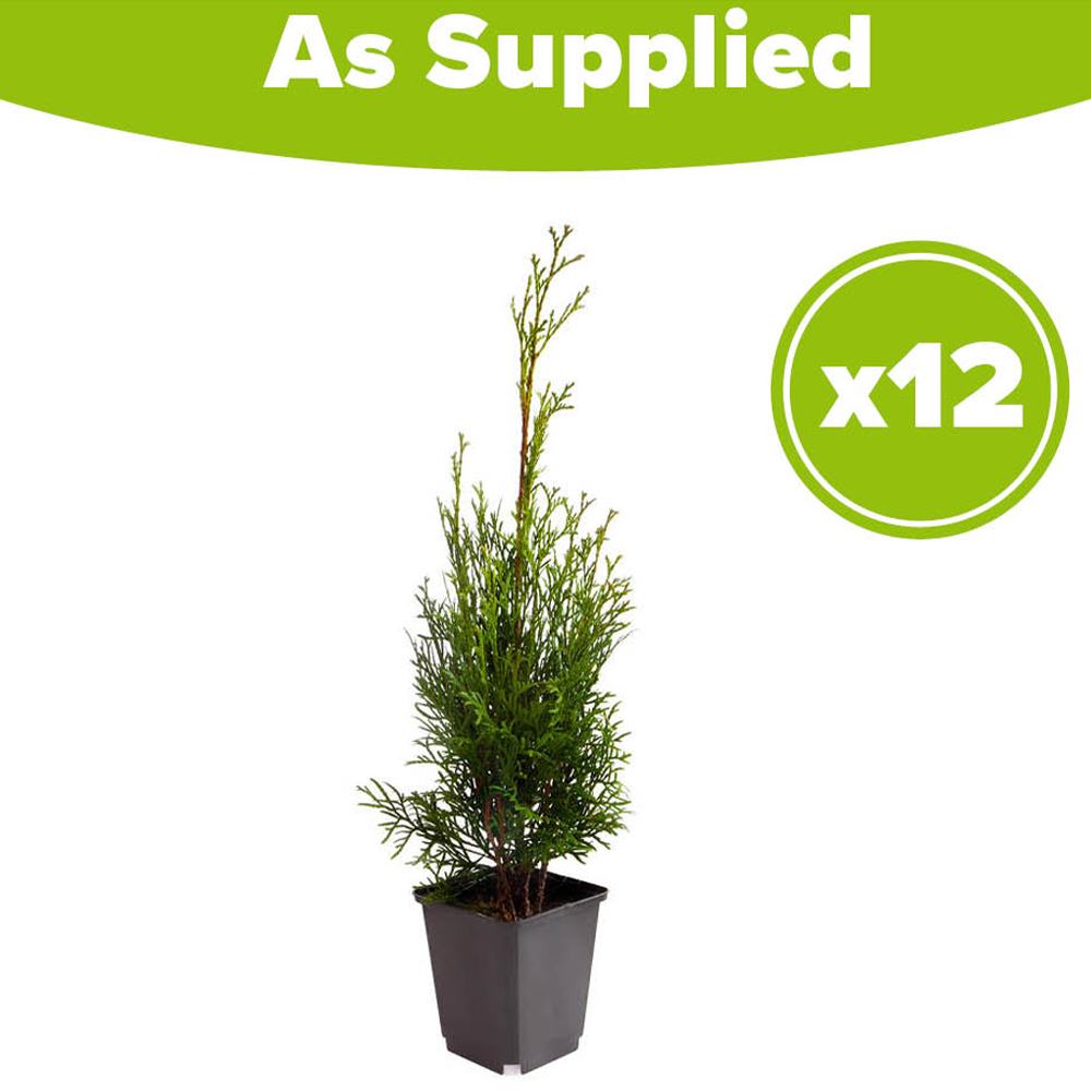 YouGarden Emerald Cedar Hedging Thuja Smaragd Plant Pot 9cm 12 Pack Image 4