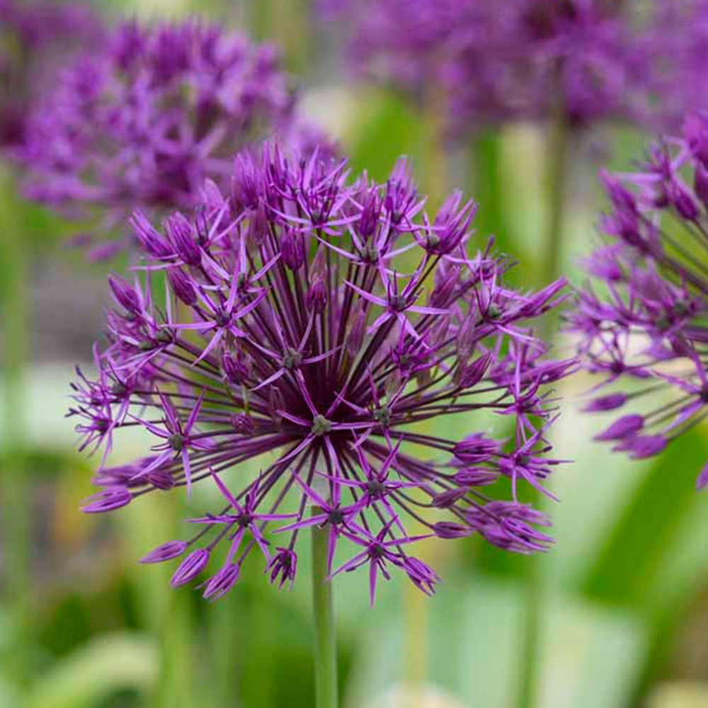 Wilko Bulbs Allium Purple Rain 3pk Image 1