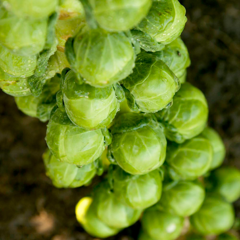 Thompson & Morgan Brussel Sprout Cryptus F1 Seeds Image 1
