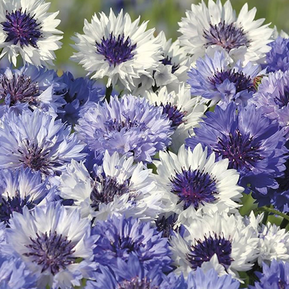 Wilko Cornflower Classic Fantastic Seeds Wilko