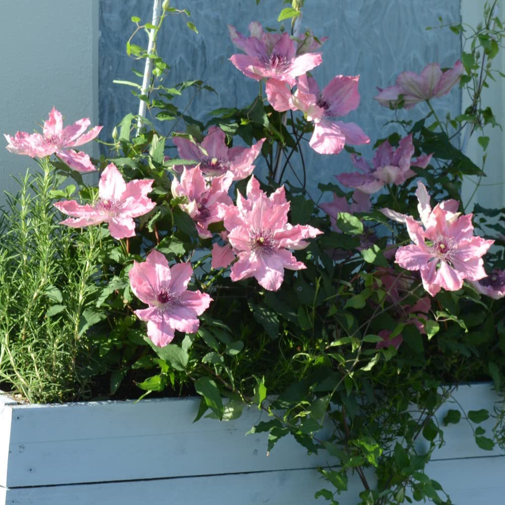 Thompson and Morgan Clematis Sarah Elizabeth Plant Pot 3L Image 6