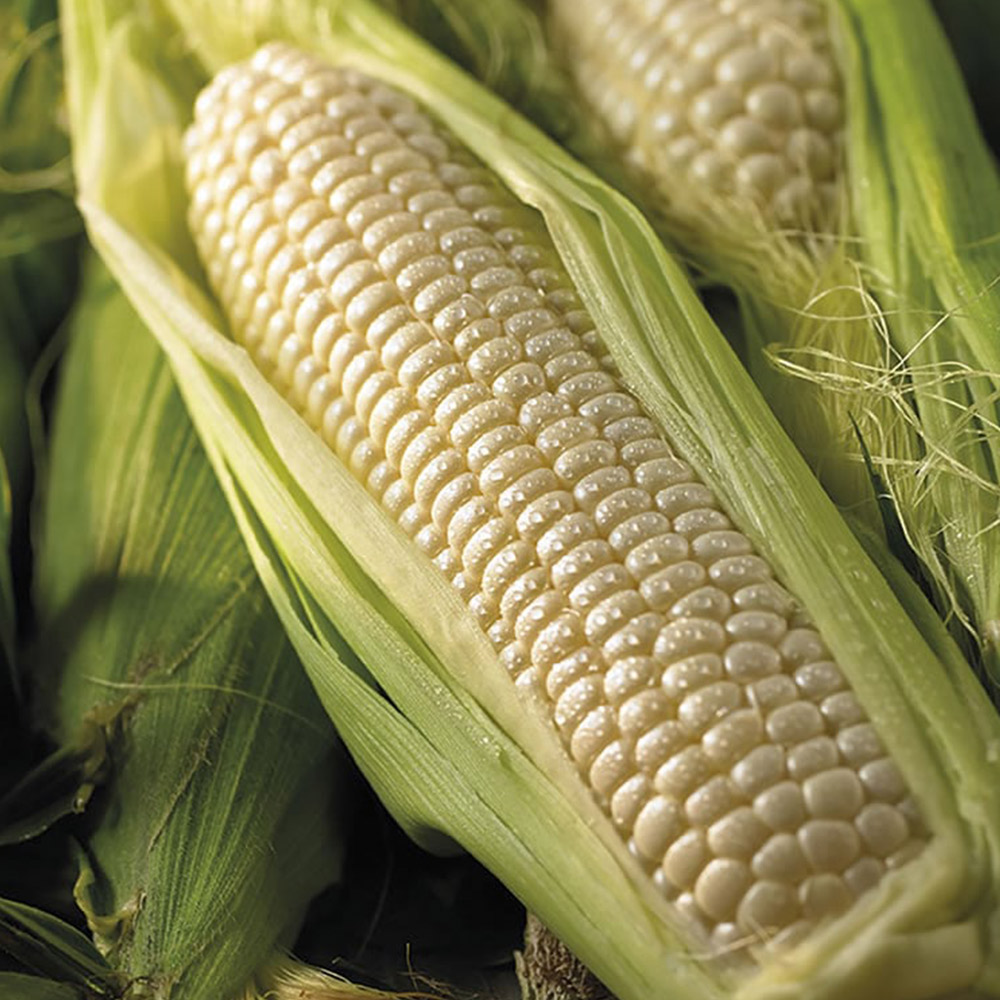 Johnsons Sweet Corn Amaize F1 Hybrid Seeds Image 2
