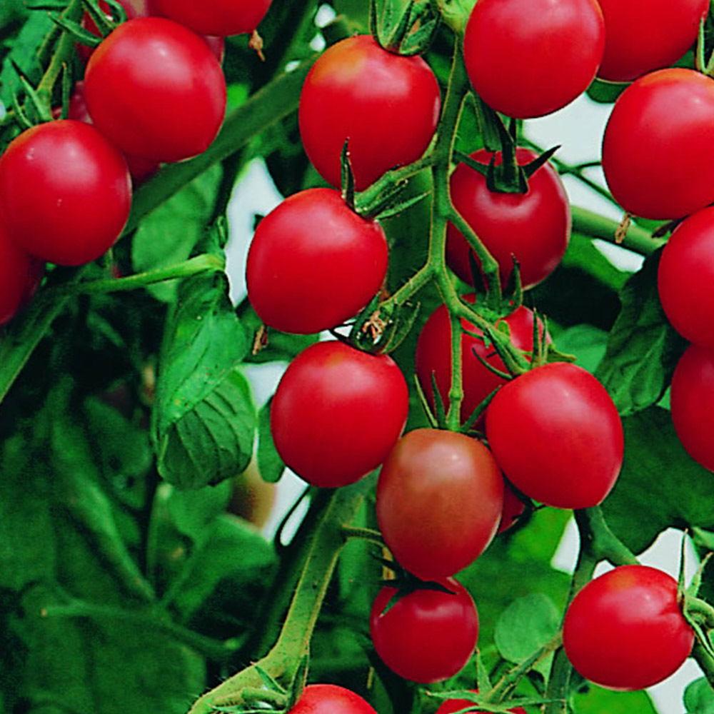 Wilko Tomato Gardener's Delight Seeds Image 1