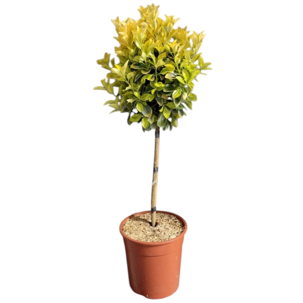 Euonymus on Stem Image 2