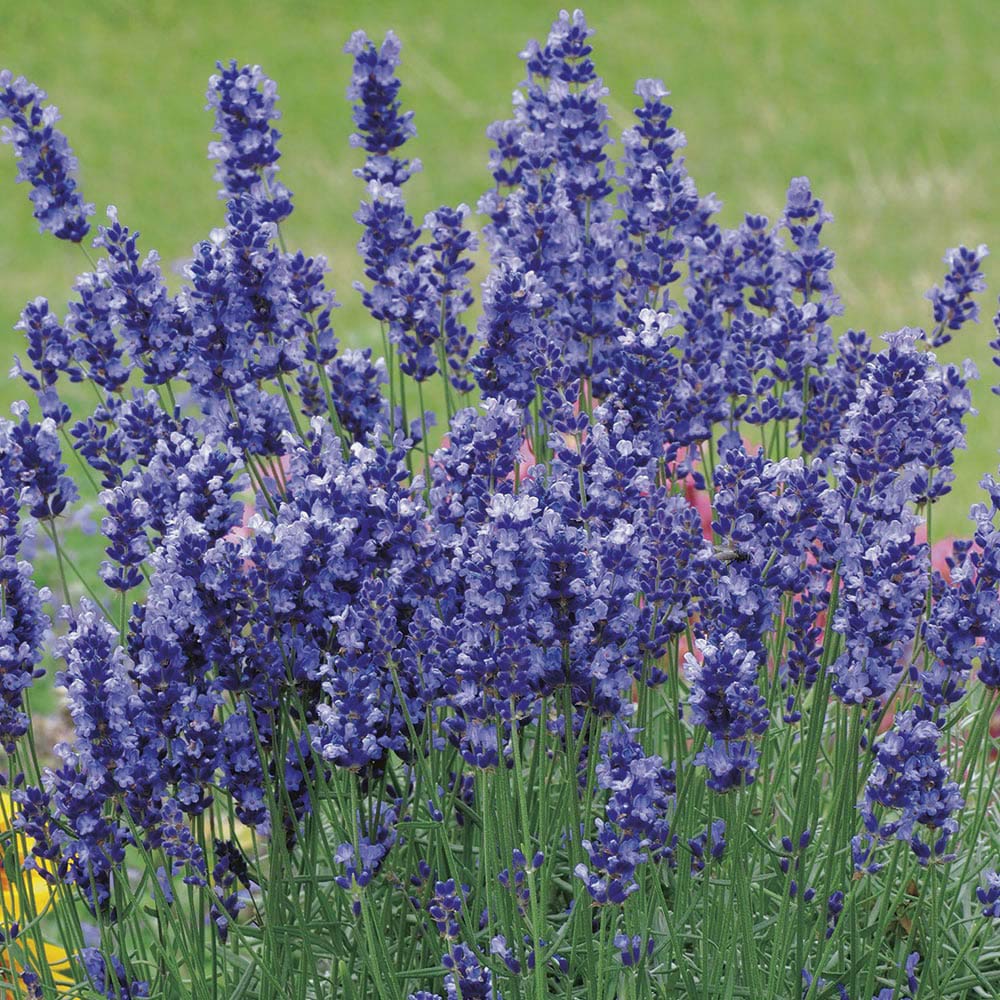 Johnsons Lavender Hidcote Blue Seeds Image 1