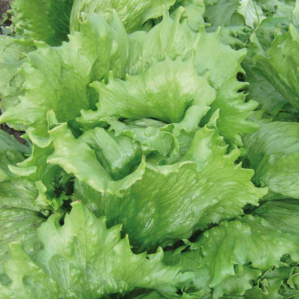 Thompson and Morgan Lettuce Great Lakes Heritage Seeds Image 1