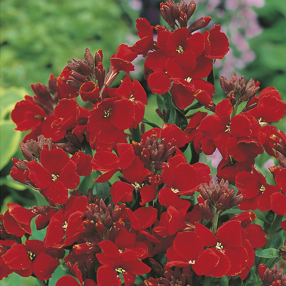 Wilko Wallflower Scarlet Bedder Seeds Image 1