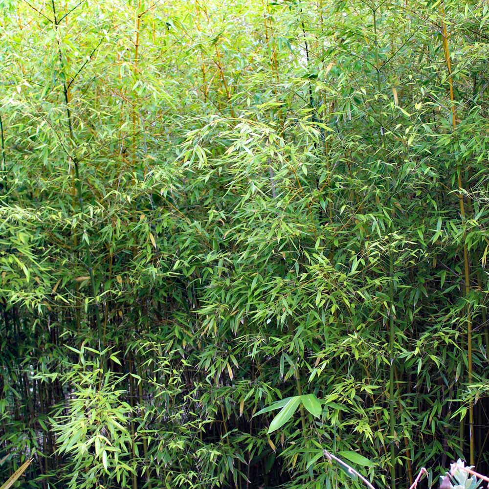 wilko Green Bamboo Plant 2L Pot Image 3