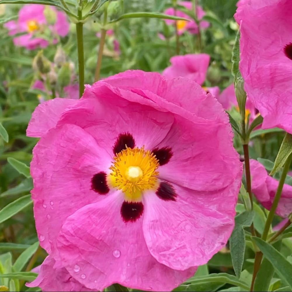 Thompson and Morgan Cistus x Purpureus Plant Pot 3L Image 1