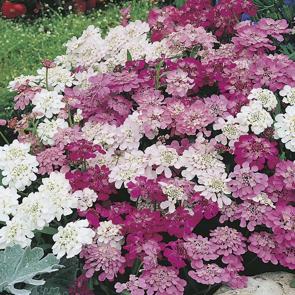 Wilko Candytuft Fairy Mixed Seeds Image 1