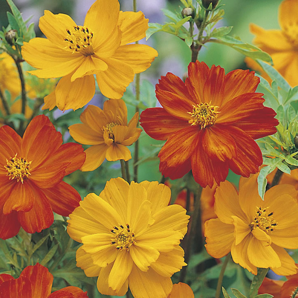 Johnsons Cosmos Dwarf Ladybird Mix Seeds Image 2