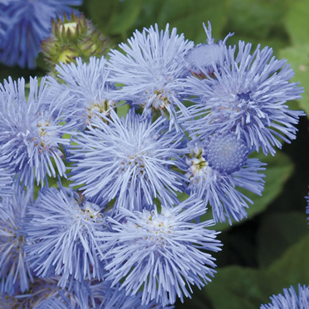 Johnsons Ageratum Blue Mink Seeds Image 2