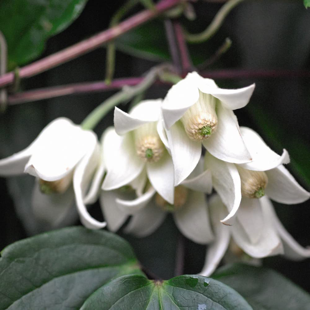 Thompson and Morgan Clematis Winter Beauty Plant Pot 7cm 2 Pack with Tower Pot Kit 2 Pack Image 1