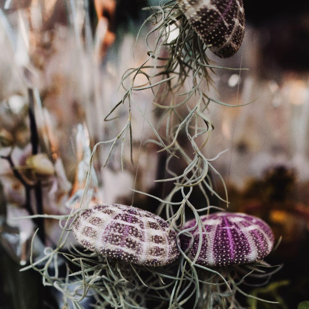 Thompson & Morgan Air Plant Tillandsia Usneoides Jellyfish 2 Pack Image