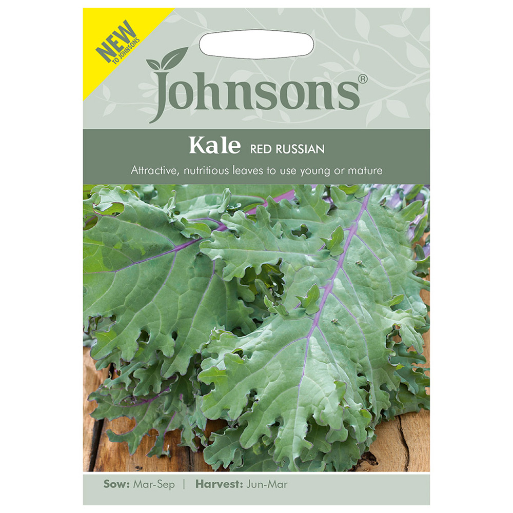 Johnsons Kale Red Russian Seeds Image 2