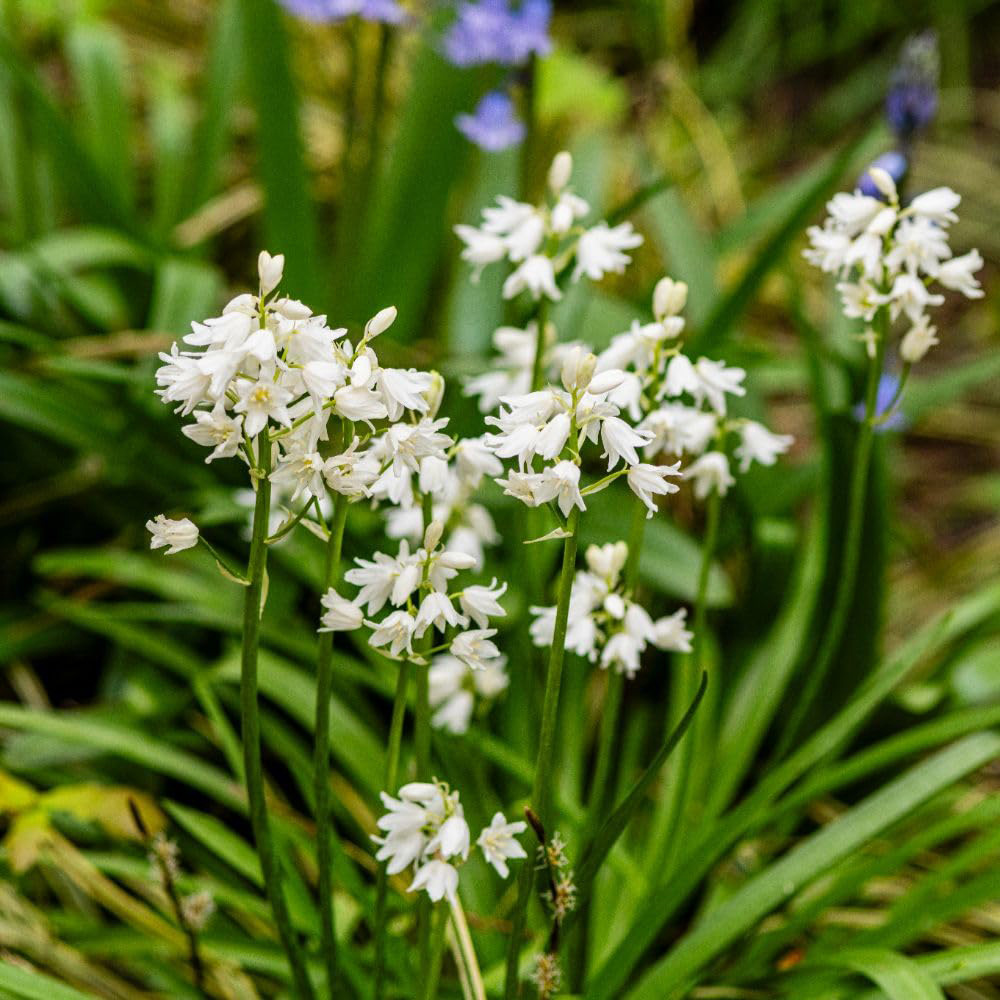 Thompson and Morgan Hyacinthoides Non-Scripta Alba Bulbs 10 Pack Image 4