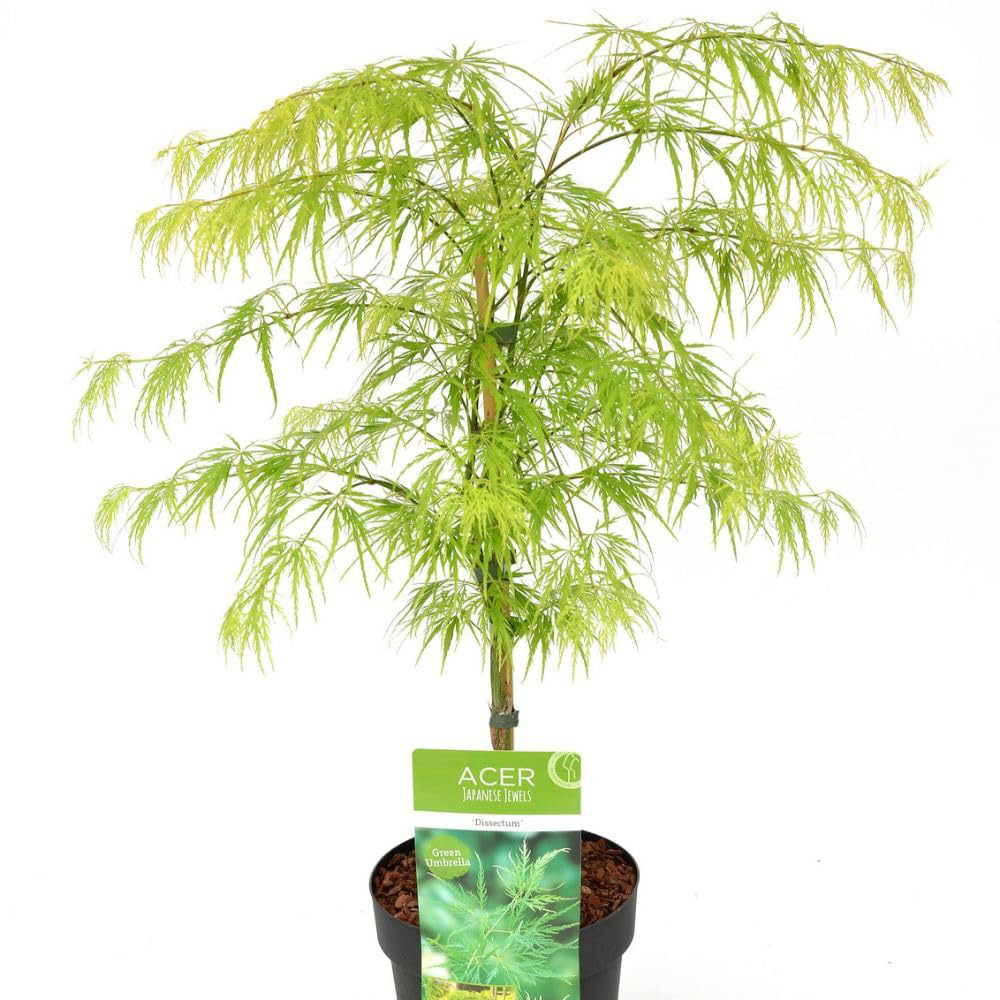 Thompson & Morgan Acer Palmatum Dissectum Plant Pot 7.5L Image 3