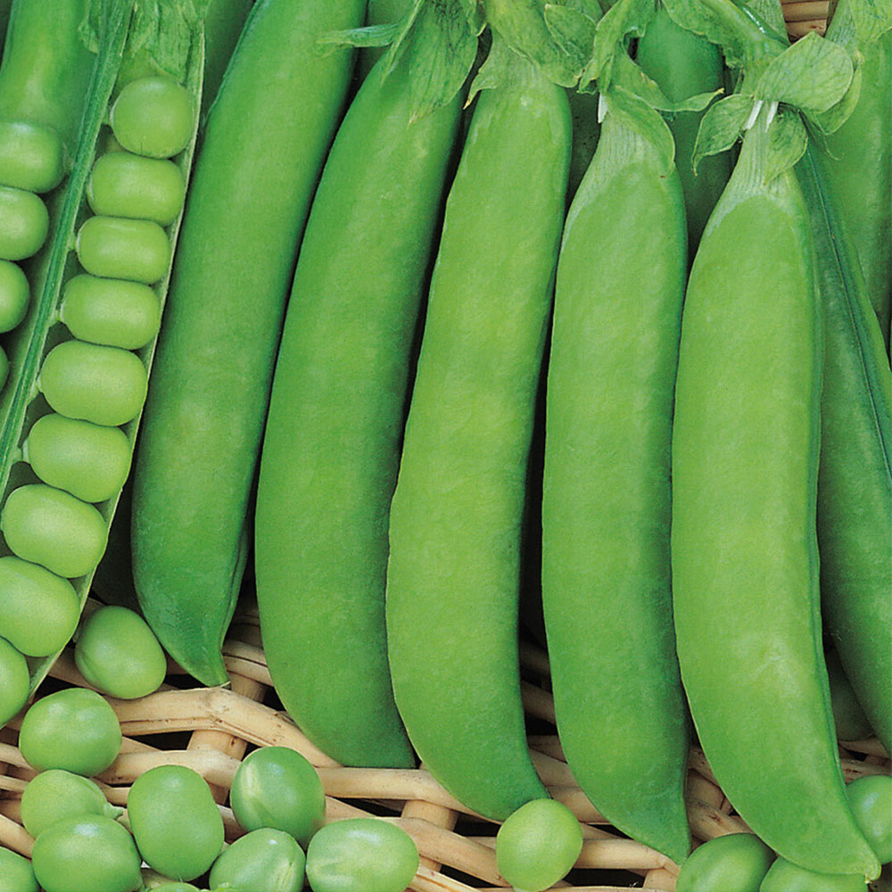 Pea Early Douce Provence Seeds Image 1