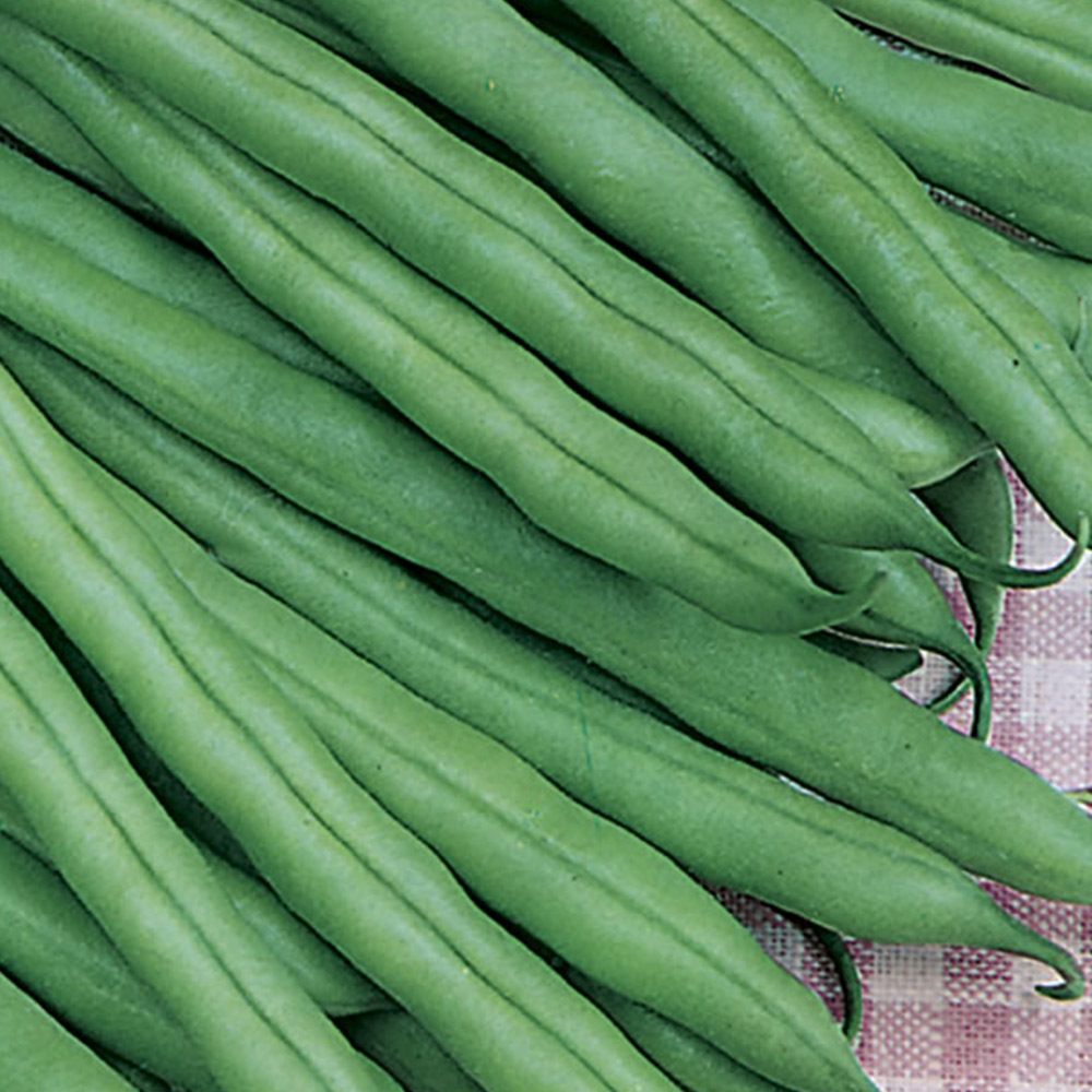 Wilko Dwarf French Bean Tendercrop Seeds Image 2