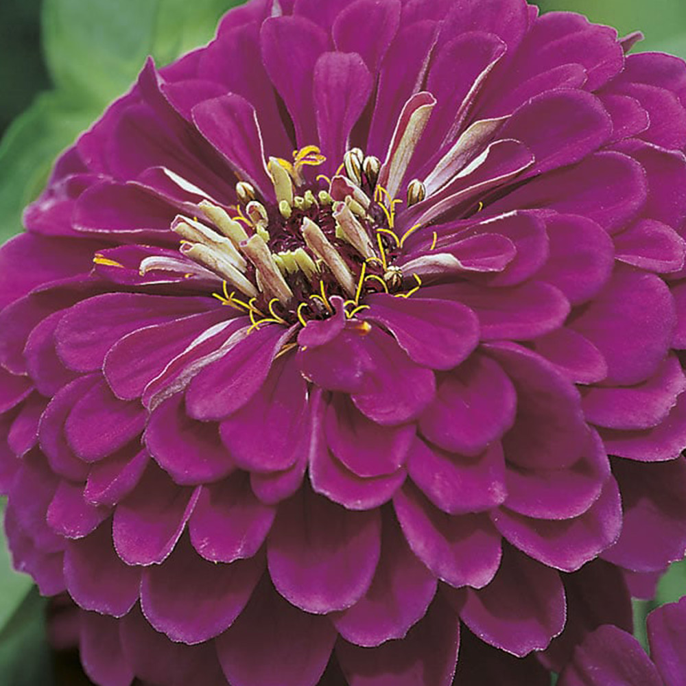 Johnsons Zinnia Purple Prince Seeds Image 2