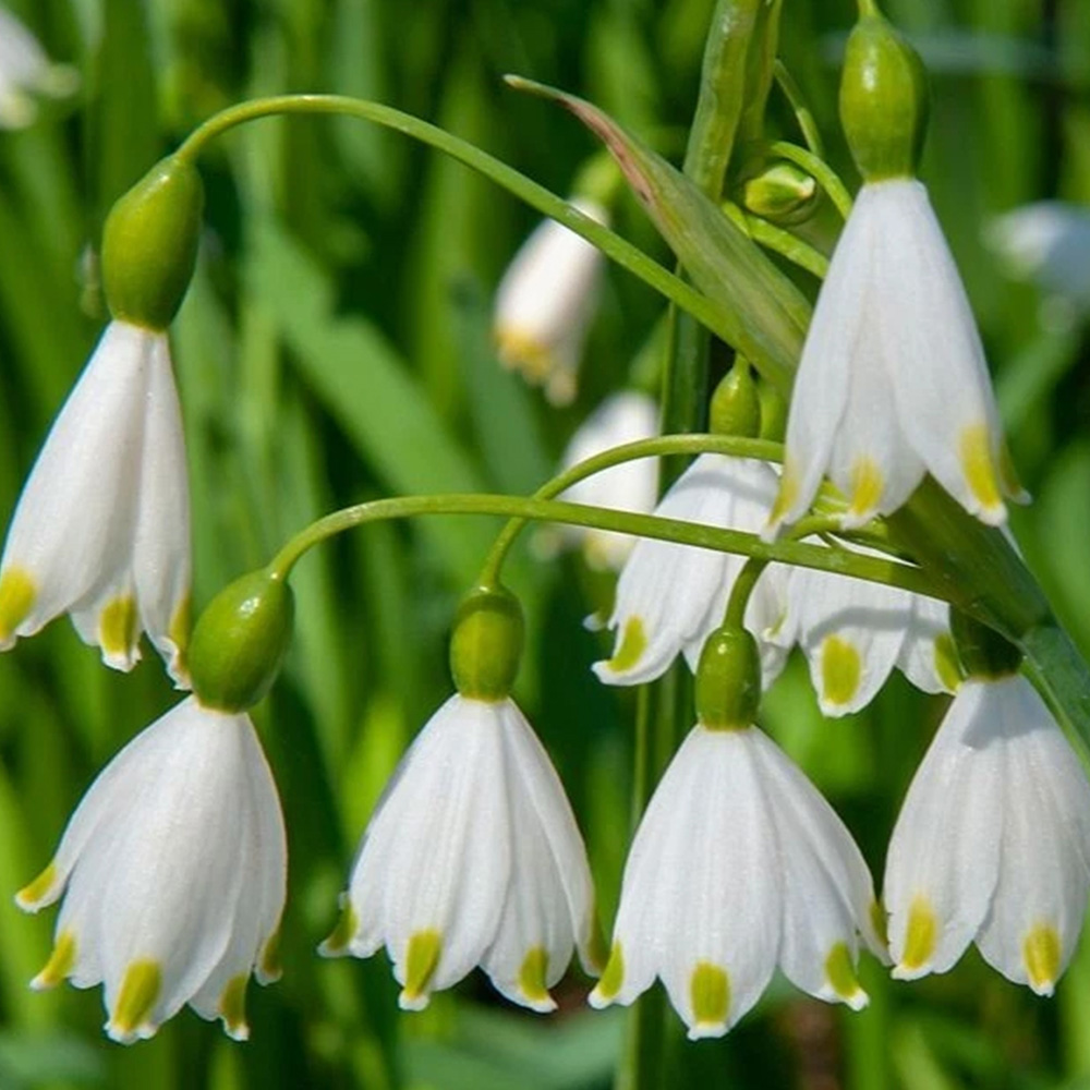 Thompson and Morgan Leucojum Aestivum Summer Snowflake Autumn Planting Bulb 6 Pack Image 1