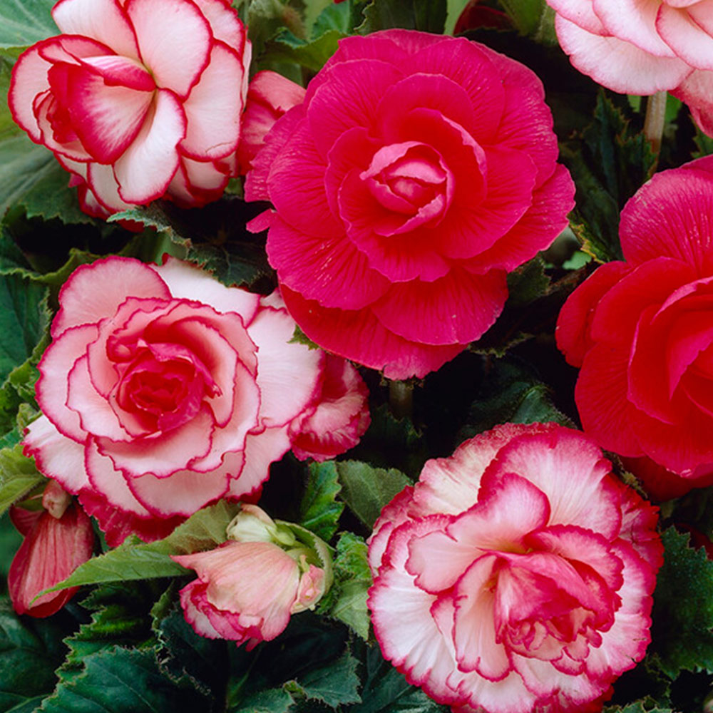 Wilko Begonia Double Picotee Mixed Spring Planting Bulbs 8 Pack Image 3