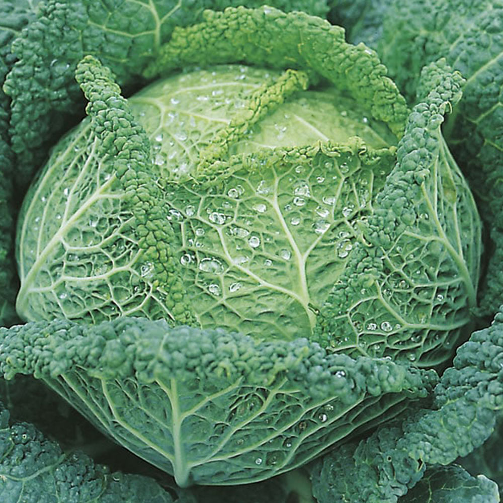 Johnsons Cabbage Savoy Vertus Seeds Image 2