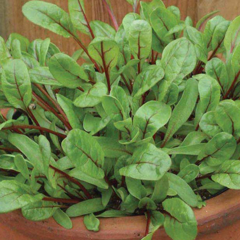 Wilko Chard Rhubarb Charlotte Seeds Image 2