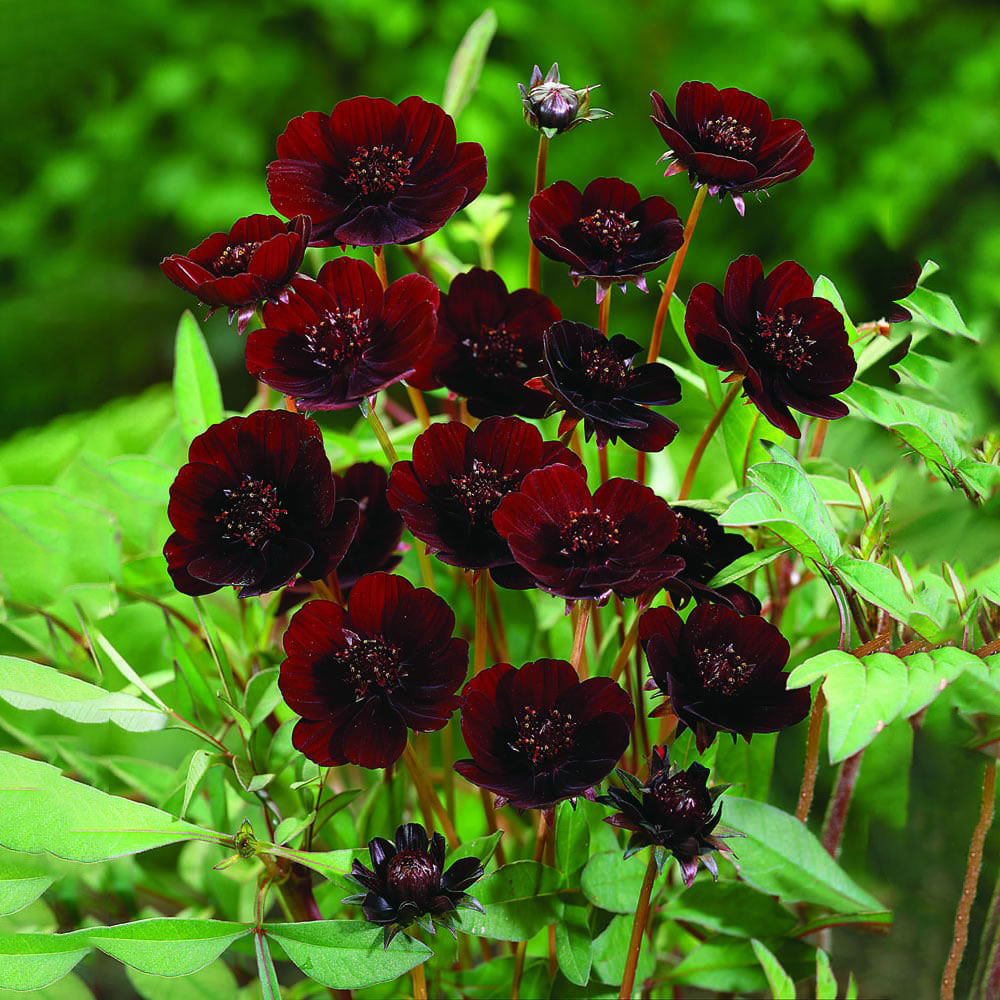Wilko Cosmos Chocolate Plant Red Spring Bulb Image