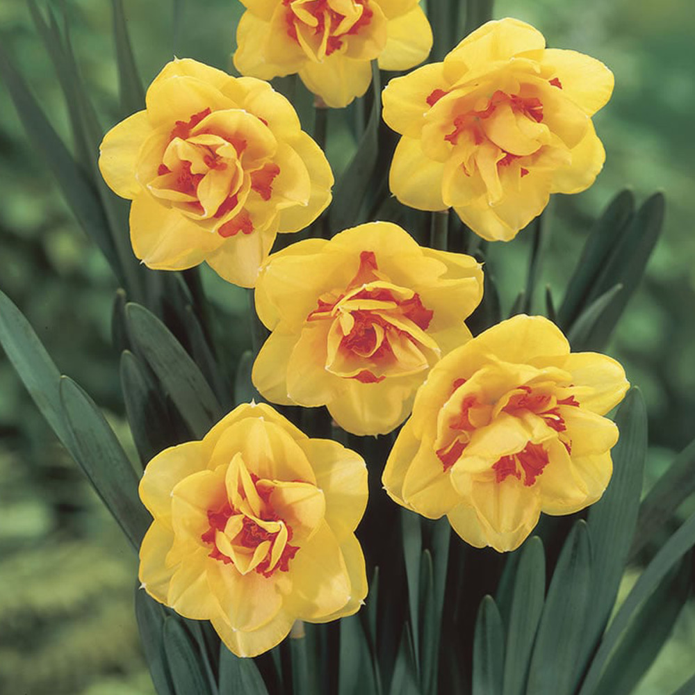 Wilko Van Winkle Narcissus 6 Pack Image 1