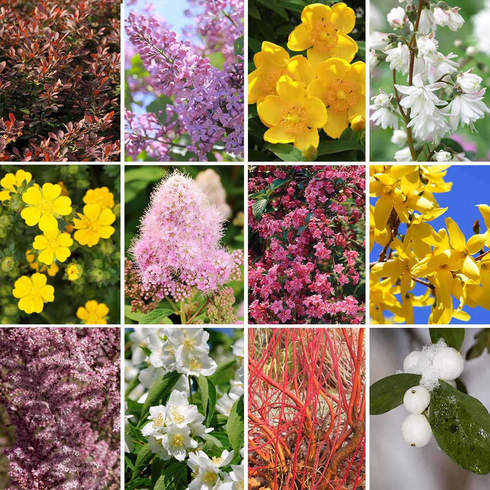 YouGarden The Ultimate Winter Hardy Shrub Collection 12 Pack Image 1