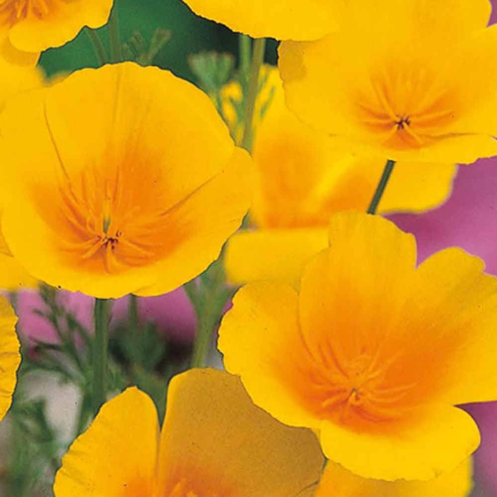 Wilko Californian Poppy Golden Values Seeds Image 2