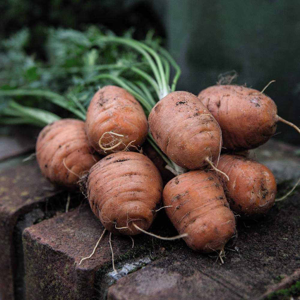 Thompson & Morgan Carrot Paris Market Atlas Seeds Image 2
