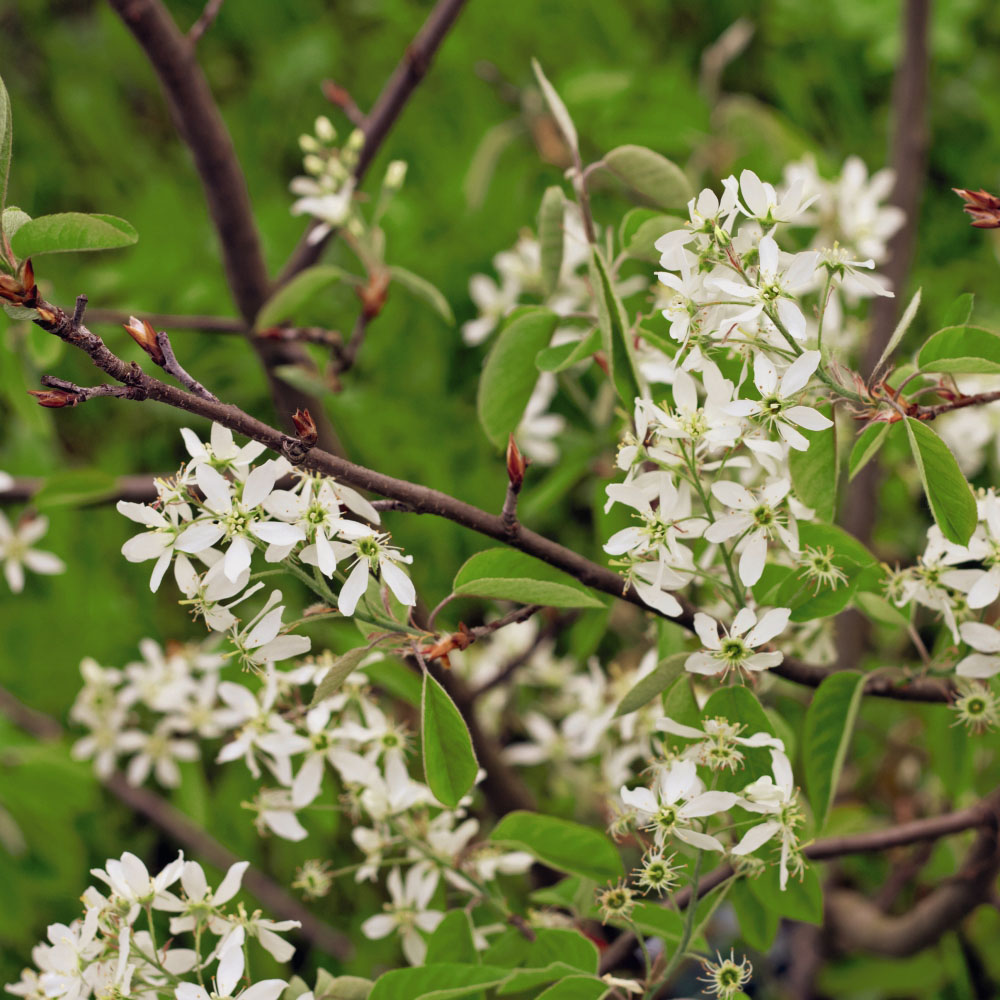 Thompson and Morgan Amelanchier Juneberry Canadensis Plant Pot 3L Image 4